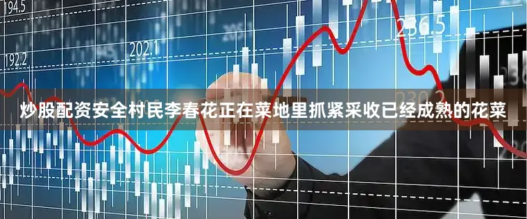 炒股配资安全村民李春花正在菜地里抓紧采收已经成熟的花菜